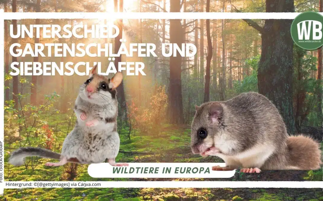 Unterschied Gartenschläfer und Siebenschläfer – Ein detaillierter Vergleich