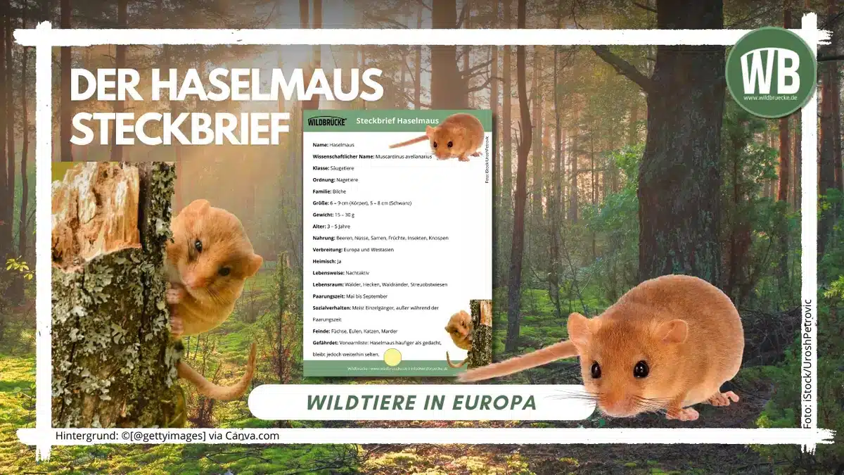 Teaserbild Haselmaus Steckbrief - Wildtiere in Europa