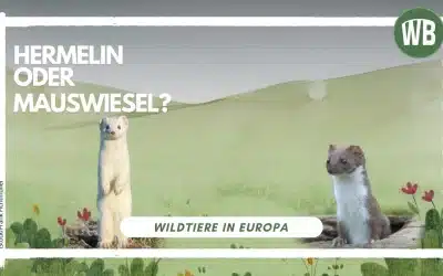 Hermelin oder Mauswiesel – Vergleich zweier charmanter Marder