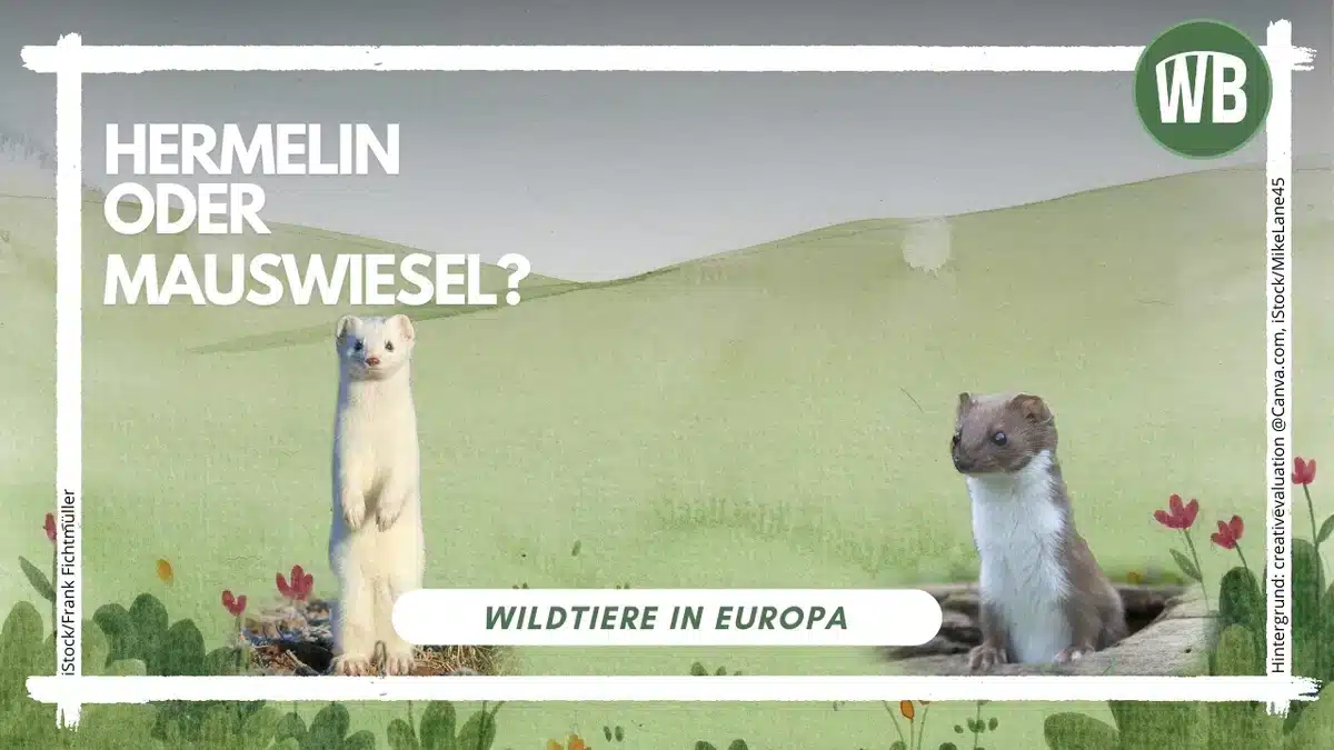 Mauswiesel oder Hermelin - Wildtiere in Europa