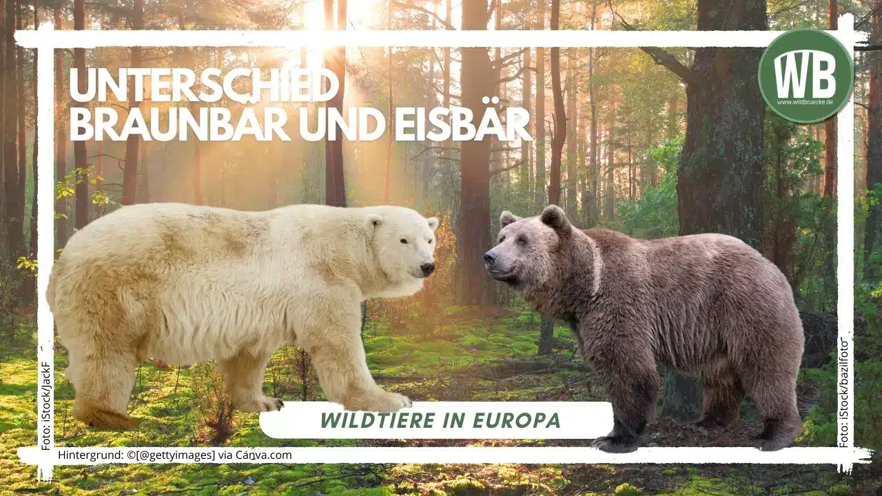 Teaserbild-Unterschied-Braunbär-und-Eisbär- - Wildtiere in Europa