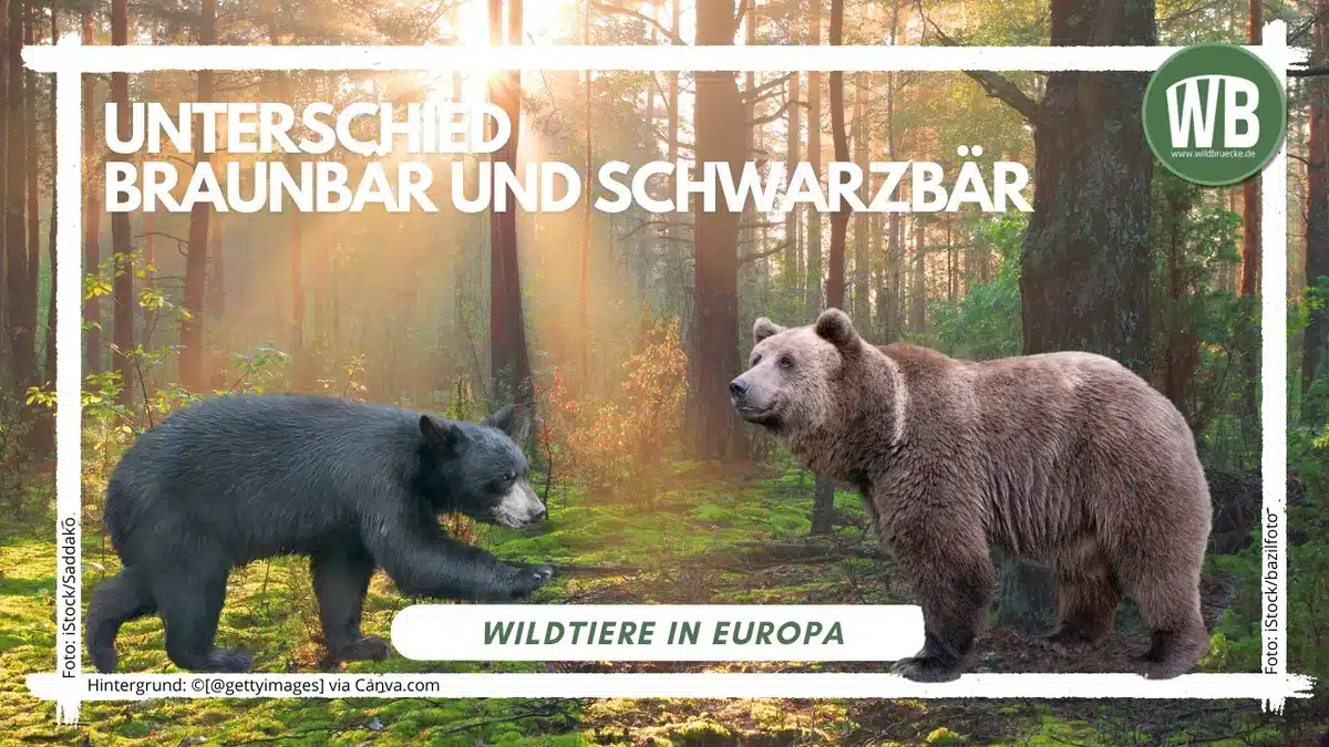 Teaserbild Unterschied Braunbär und Schwarzbär - Wildtiere in Europa
