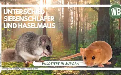 Unterschied Siebenschläfer und Haselmaus
