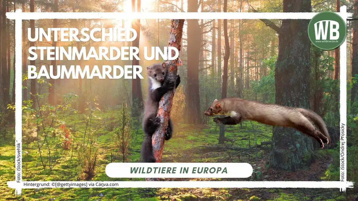 Teaserbild Unterschied Steinmarder und Baummarder - Wildtiere in Europa
