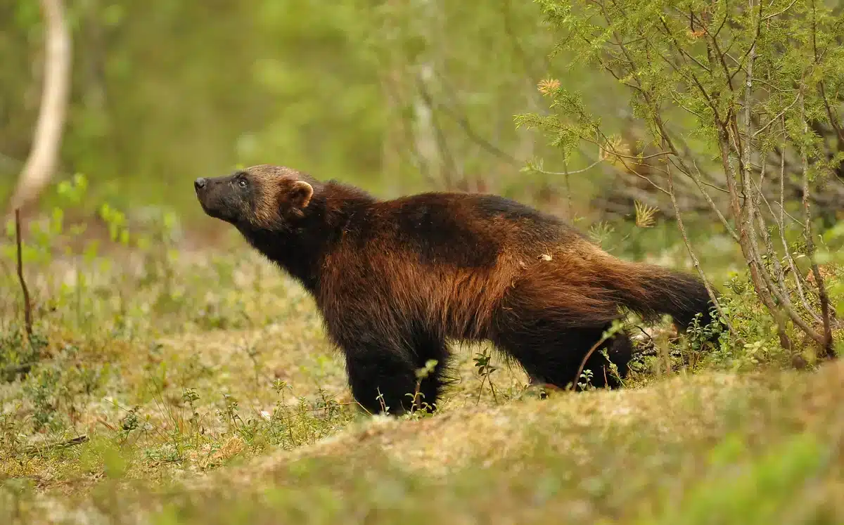 Vielfraß in Deutschland - Wildtiere in Europa
