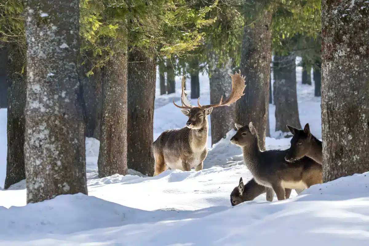 Warum heißt Damwild Damwild - Wildtiere in Europa