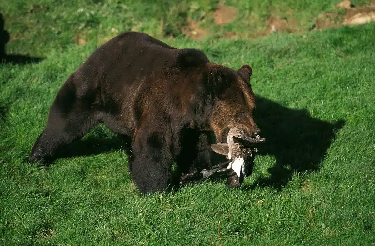 Was frisst ein Braunbär - Wildtiere in Europa