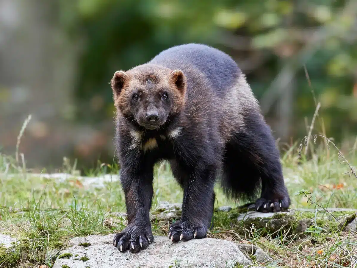 Was ist ein vielfraß - Wildtiere in Europa