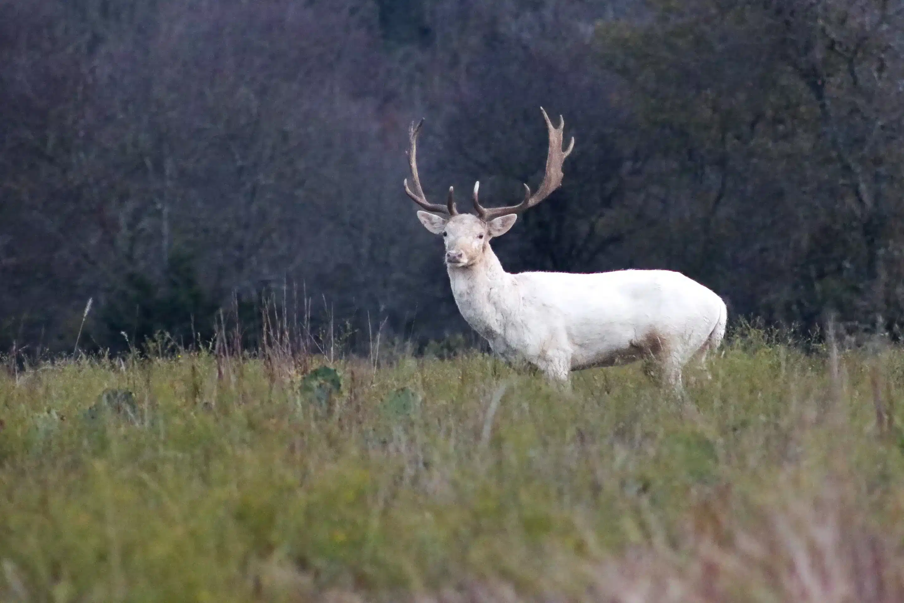 Weißer Damhirsch - Wildtiere in Europa