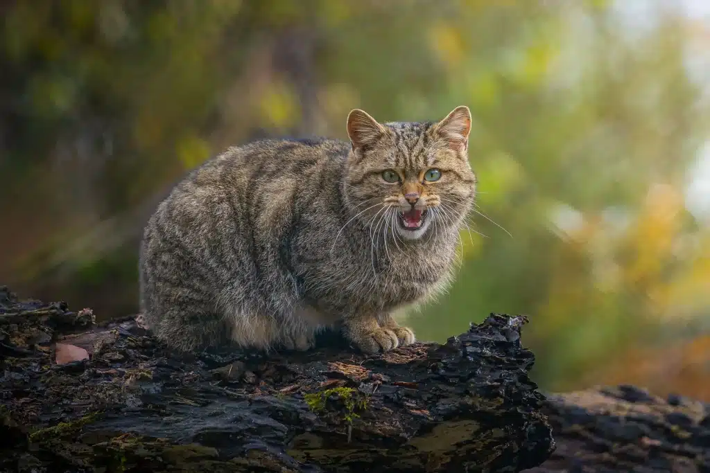 Qisqa yubka onanizm qiladi