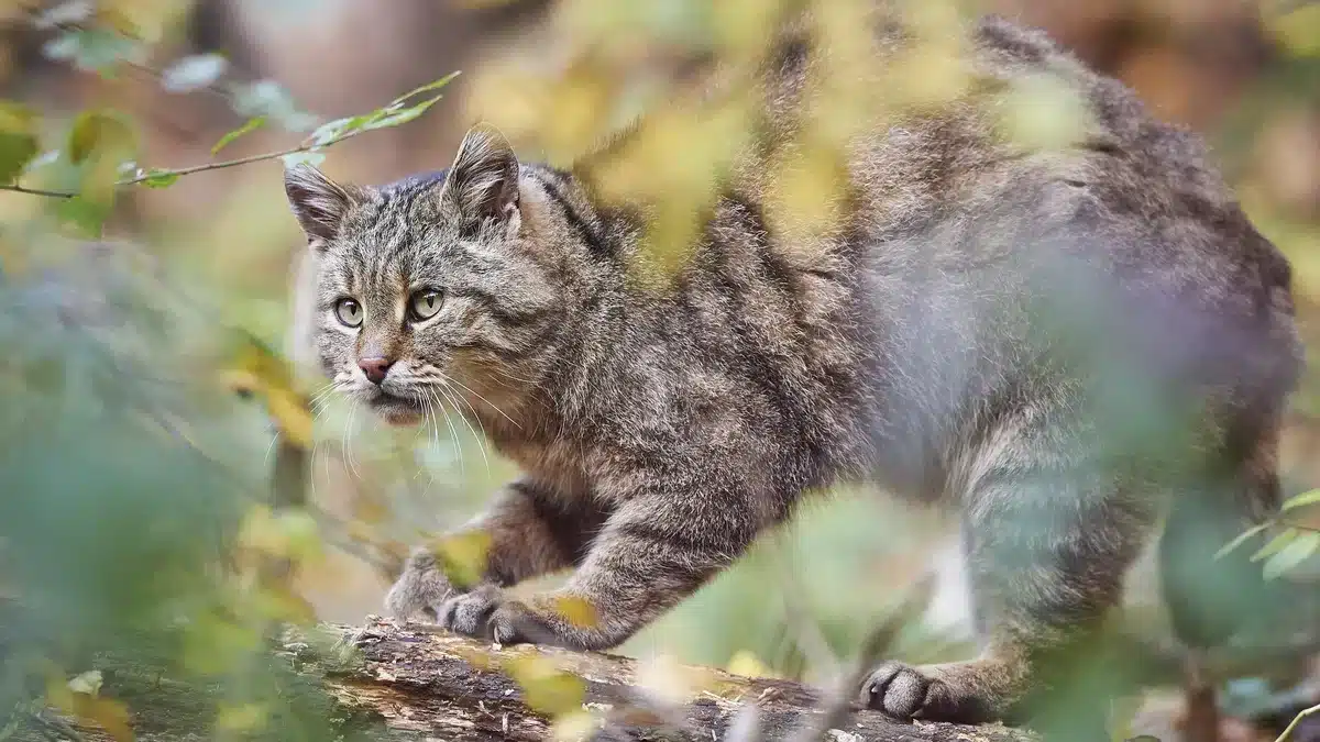 Wildkatze oder Hauskatze - Wildtiere in Europa