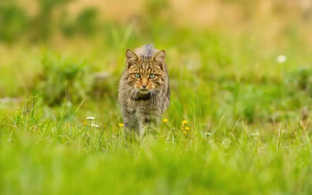 Wildkatze und Hauskatze Hybrid – Paarung, Kreuzung und die Grenzen der Domestikation