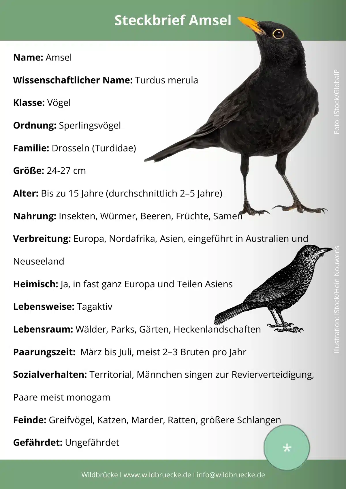 Amsel Steckbrief - Wildtiere in Europa