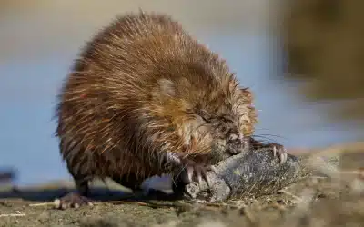 Die Bisamratte im Garten – Erkennen und Verhalten
