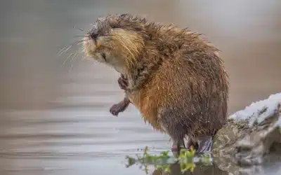 Bisamratte in Deutschland: Ihre Ausbreitung und Bedeutung für das Ökosystem