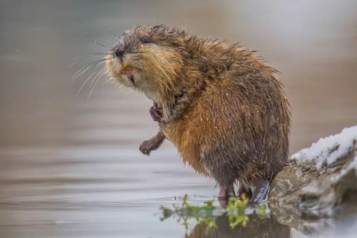 Bisamratte in Deutschland - Wildtiere in Europa