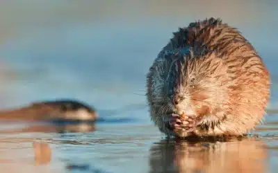 Ist die Bisamratte meldepflichtig? Alles, was du wissen musst.