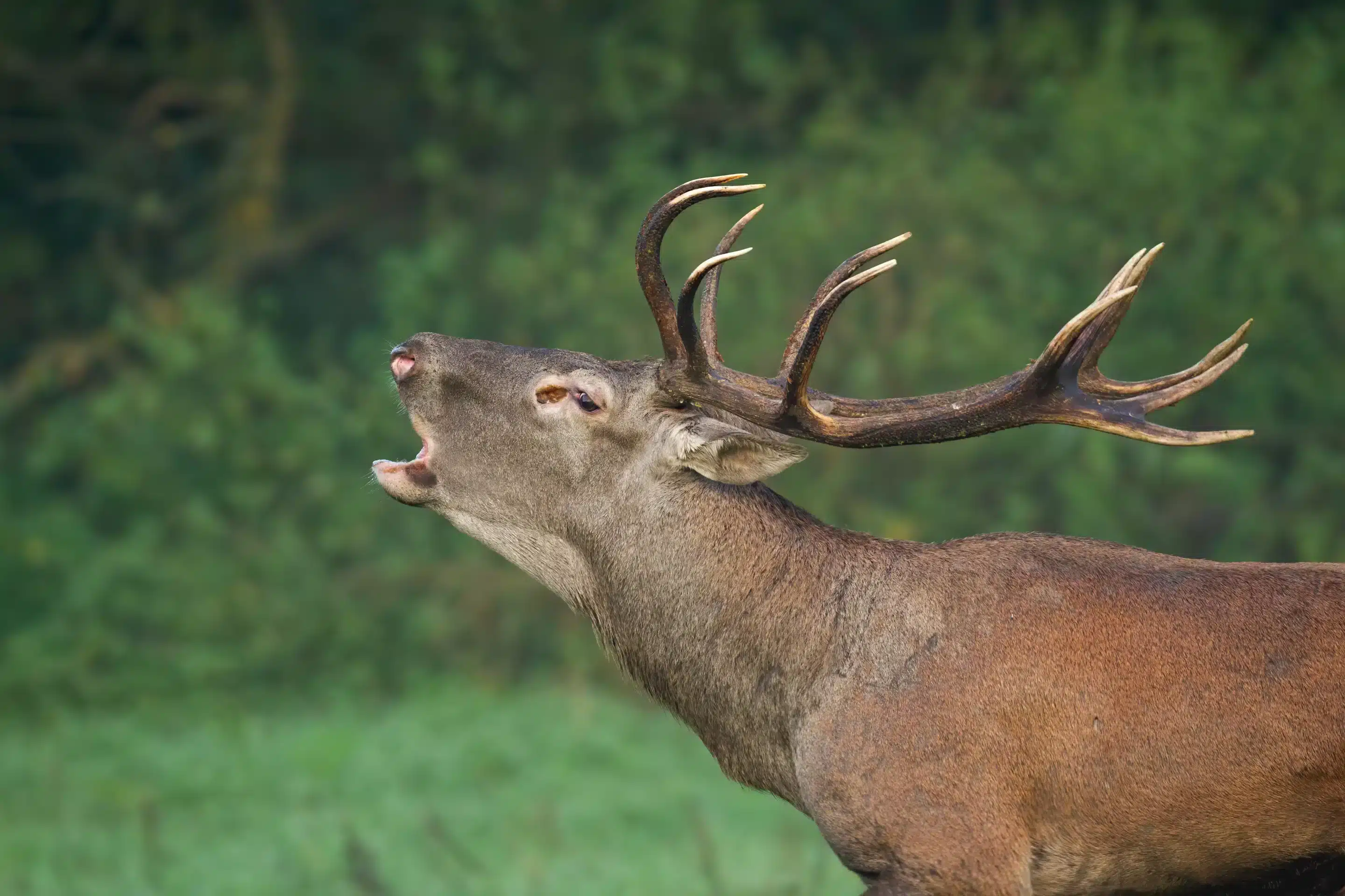 Das Rothirsch Geweih - Wildtiere in Europa