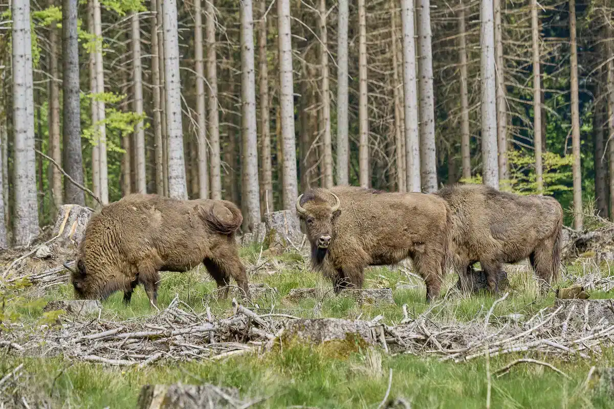 Das Wisent im Rothaargebirge - Wildtiere in Europa