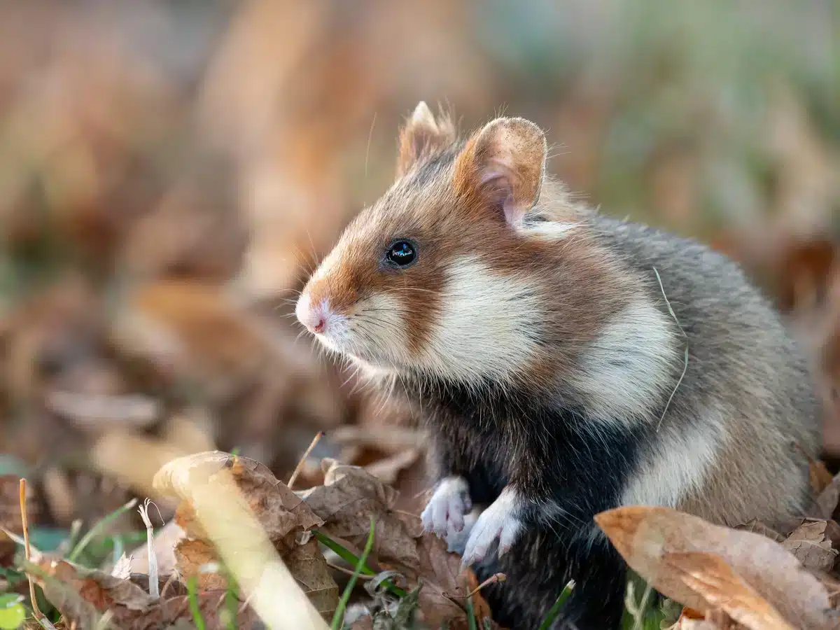 Der Feldhamster im Steckbrief - Wildtiere in Europa