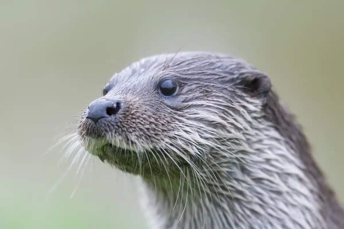 Der Fischotter im Steckbrief - Wildtiere in Europa