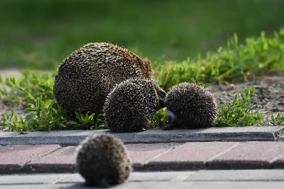 Der Igel Nachwuchs - Wildtiere in Europa