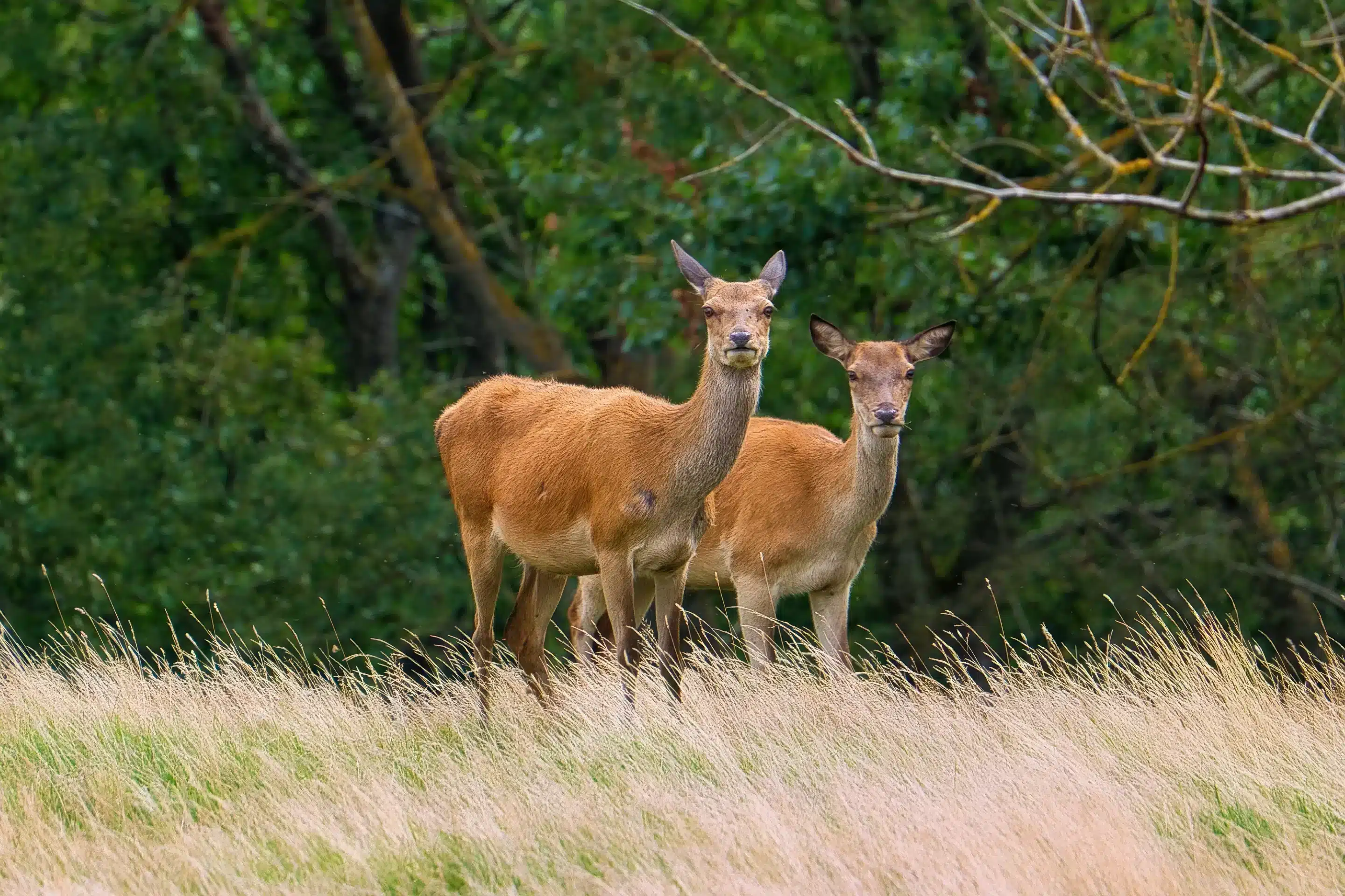 Жыныстық сперматозоидтар өте өте көп