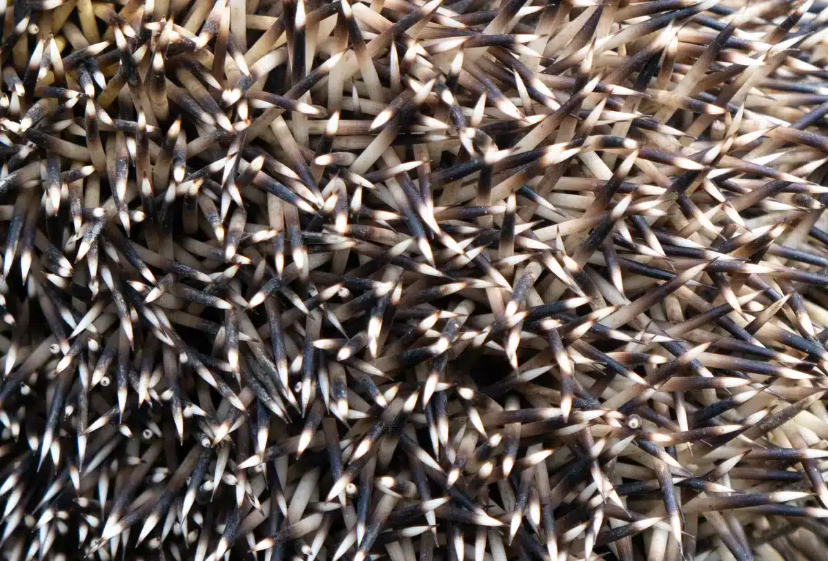 өкшелі әдемі киска