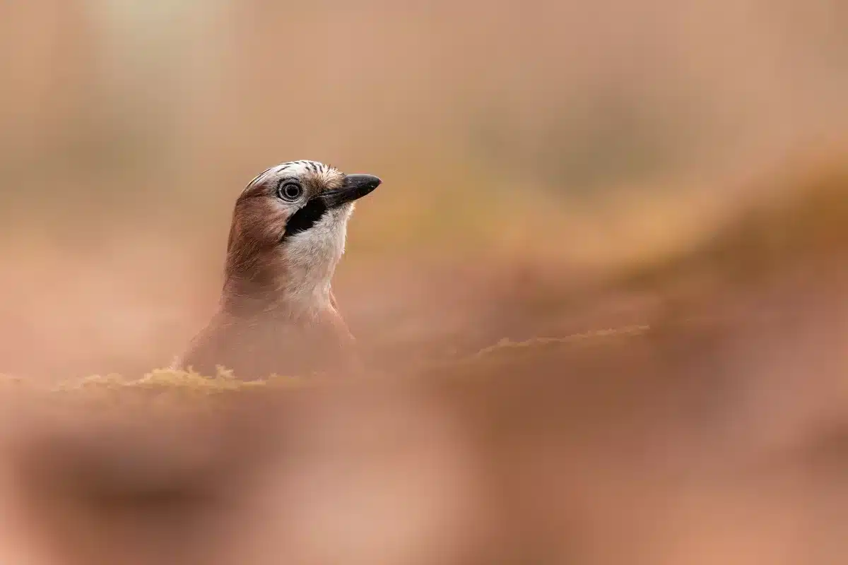 Eichelhäher Besonderheiten Gärtner des Waldes - Wildtiere in Europa