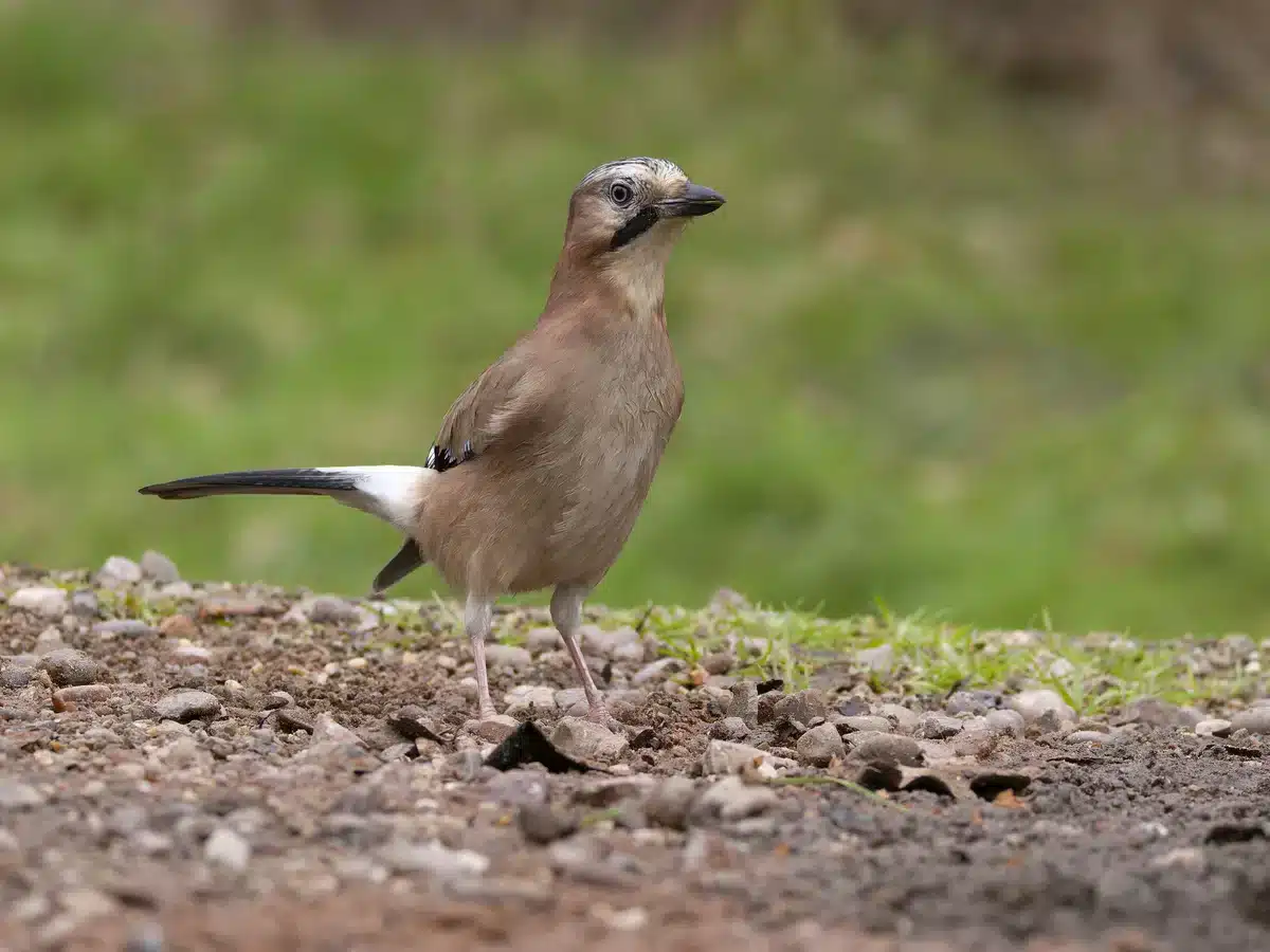 Eichelhäher Besonderheiten Wächter des Waldes - Wildtiere in Europa