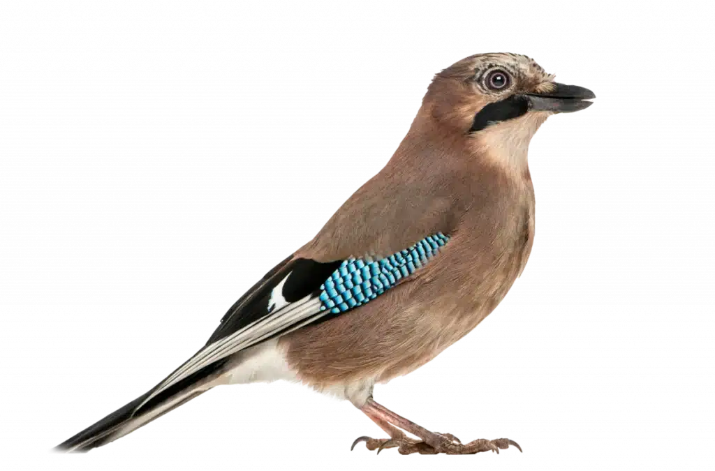 Voyaga yetgan BBW porno onlayn Mast ayol buzuqligi