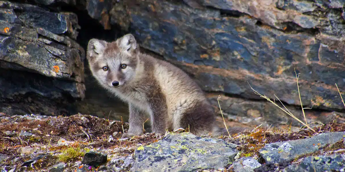 Ein Polarfuchs Baby - Wildtiere in Europa