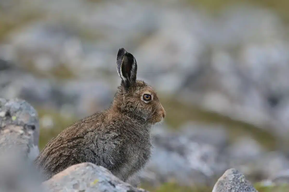 Ein Schneehase im Sommer - Wildtiere in Europa
