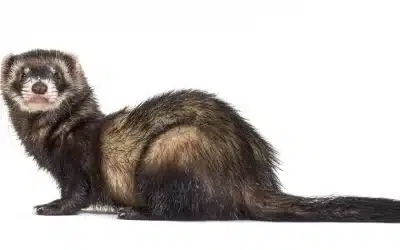 Europäischer Iltis Länge – Wie groß wird das anpassungsfähige Wildtier?