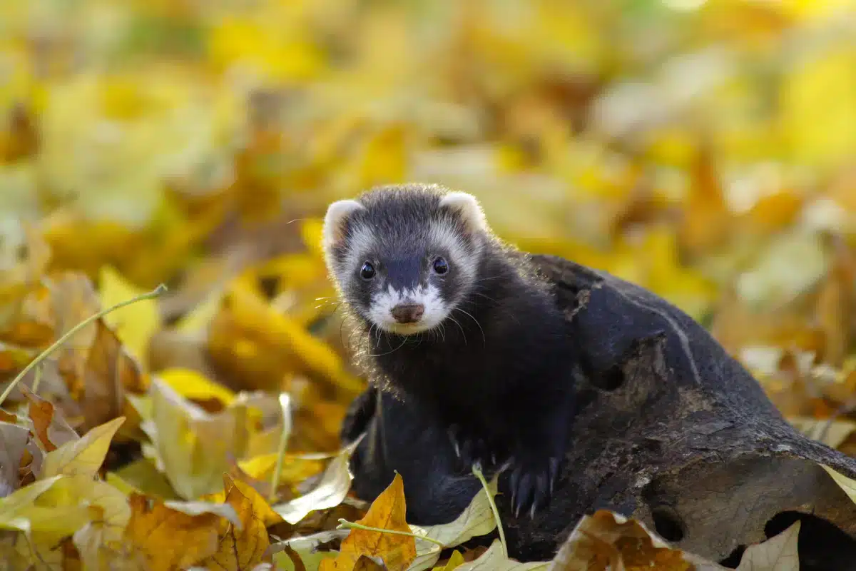 Europäischer Iltis Seine Lebenserwartung - Wildtiere in Europa