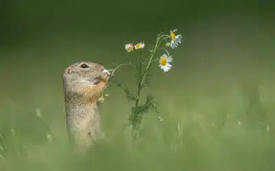 Sysel evropský – mistr luk a stepí