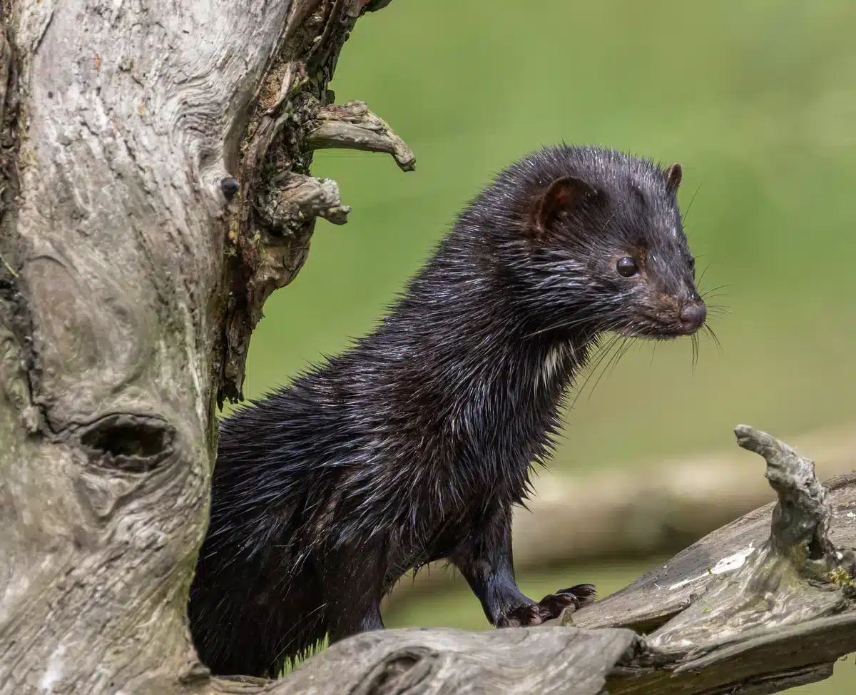 Europäischer und Amerikanischer Nerz - Wildtiere in Europa