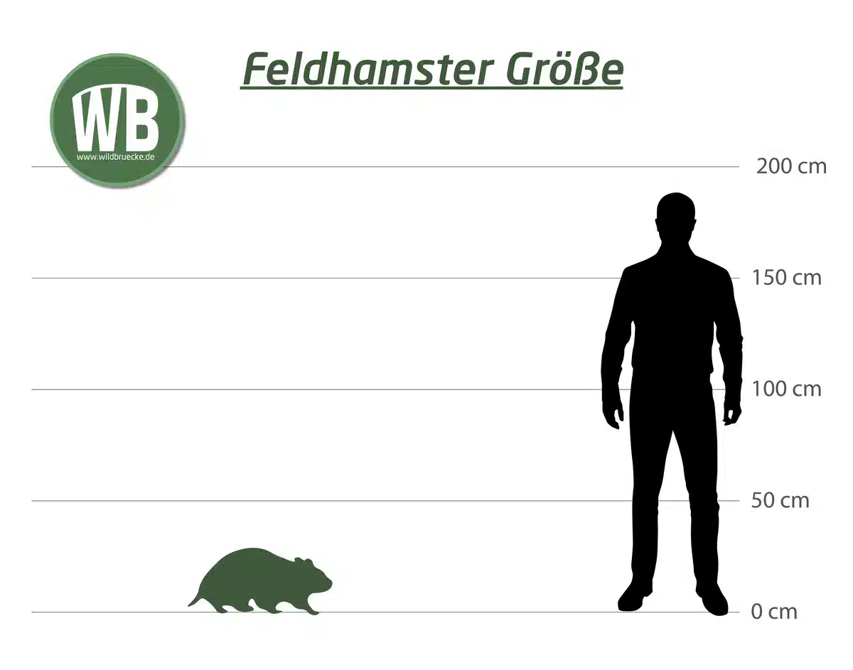 Feldhamster Größe zum Menschen - Wildtiere in Europa