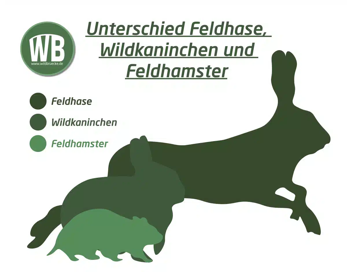 Feldhamster Größenvergleich zu Feldhase und Wildkaninchen - Wildtiere in Europa