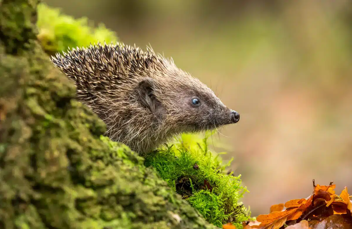 Fressen Igel Mäuse - Wildtiere in Europa