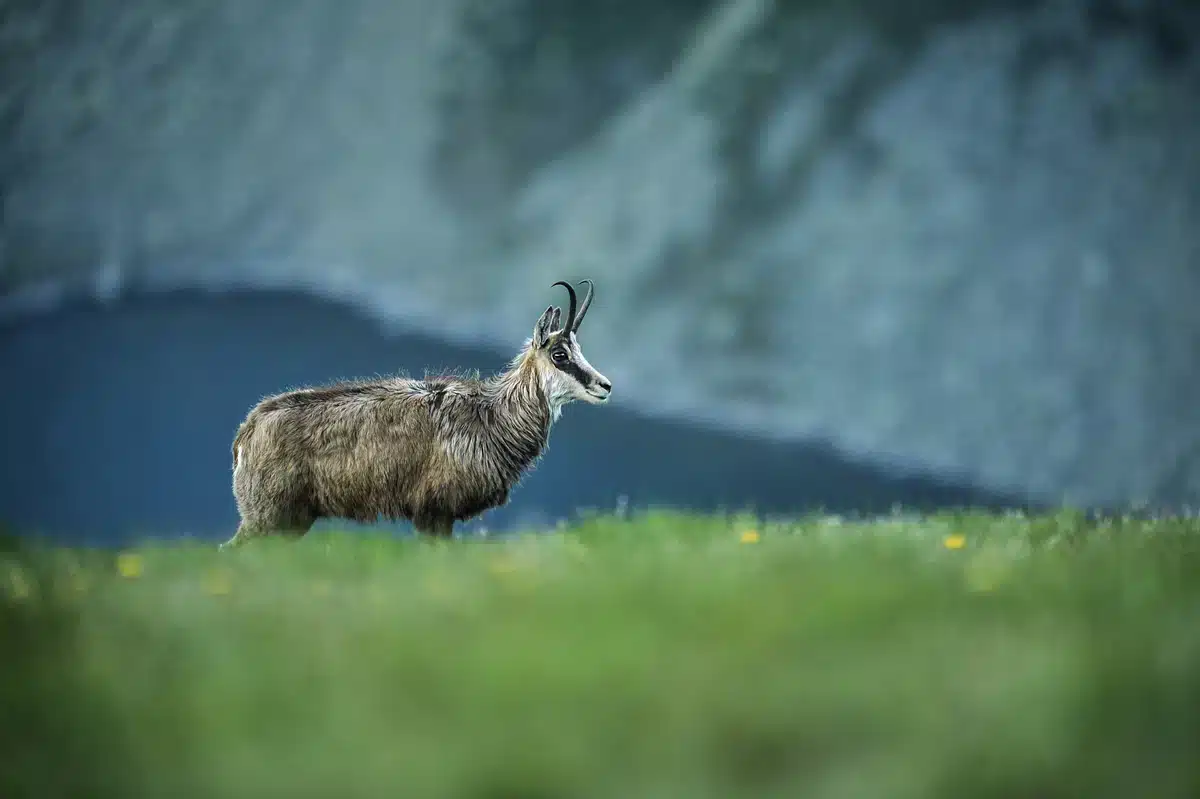 Gams Schweiz - Wildtiere in Europa