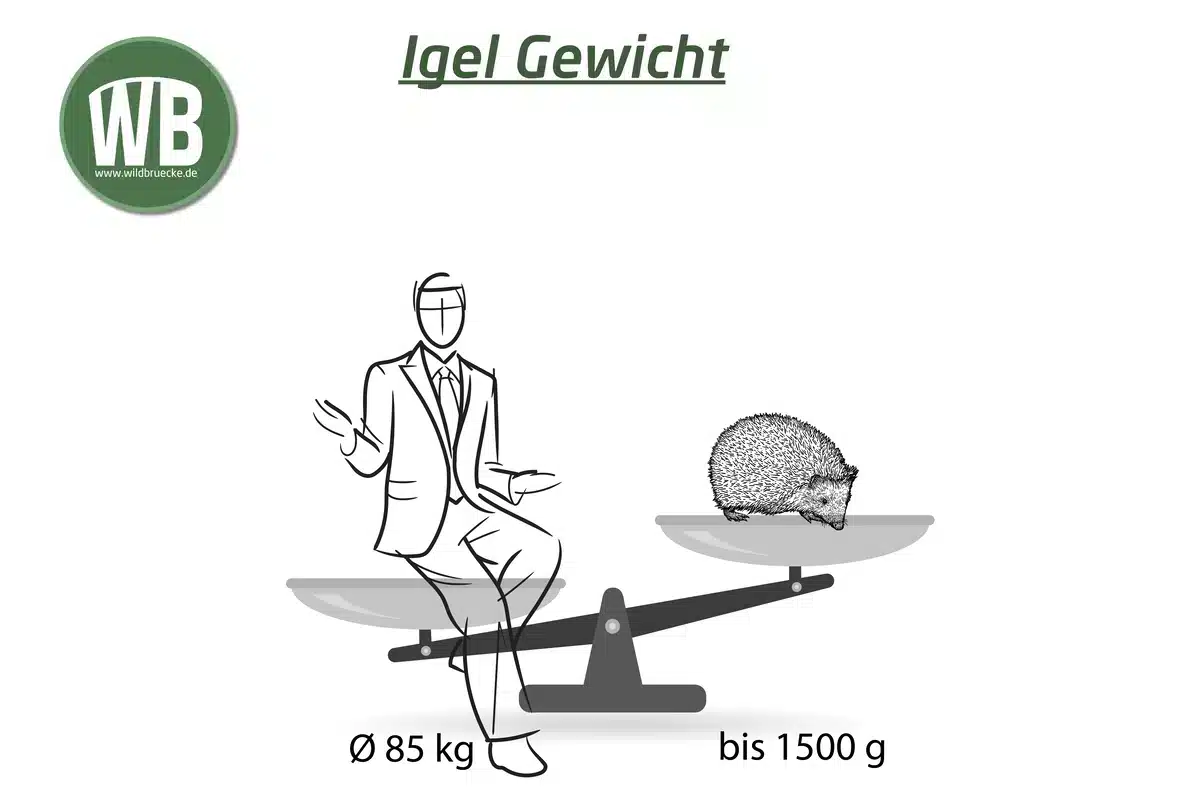 Igel Gewicht - Wildtiere in Europa