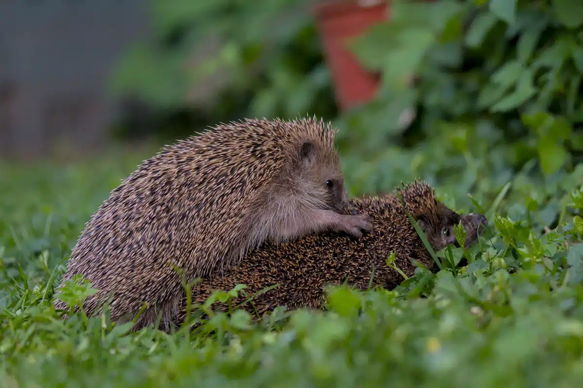 Igel Paarung - Wildtiere in Europa