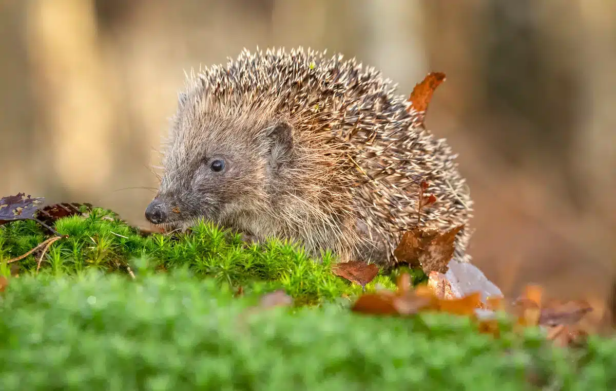 Igel Rufe - Wildtiere in Europa
