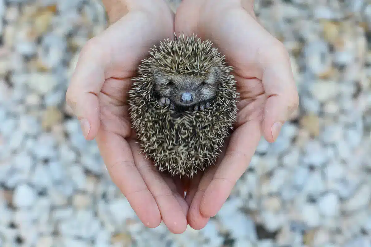 Igel hustet - Wildtiere in Europa