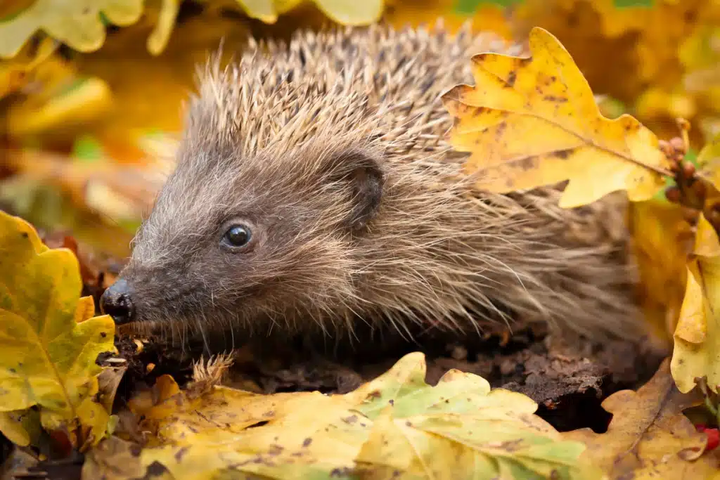 Менің жігітім порно мастурбация жасайды