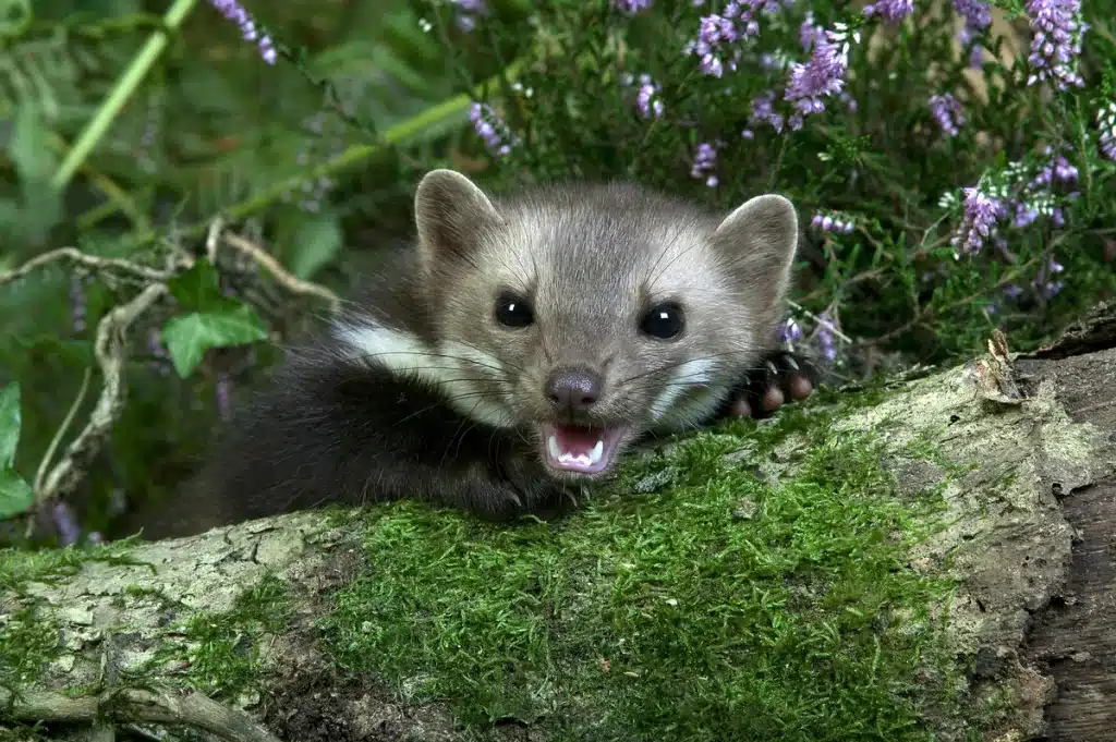 Подругимен жыныстық қатынас