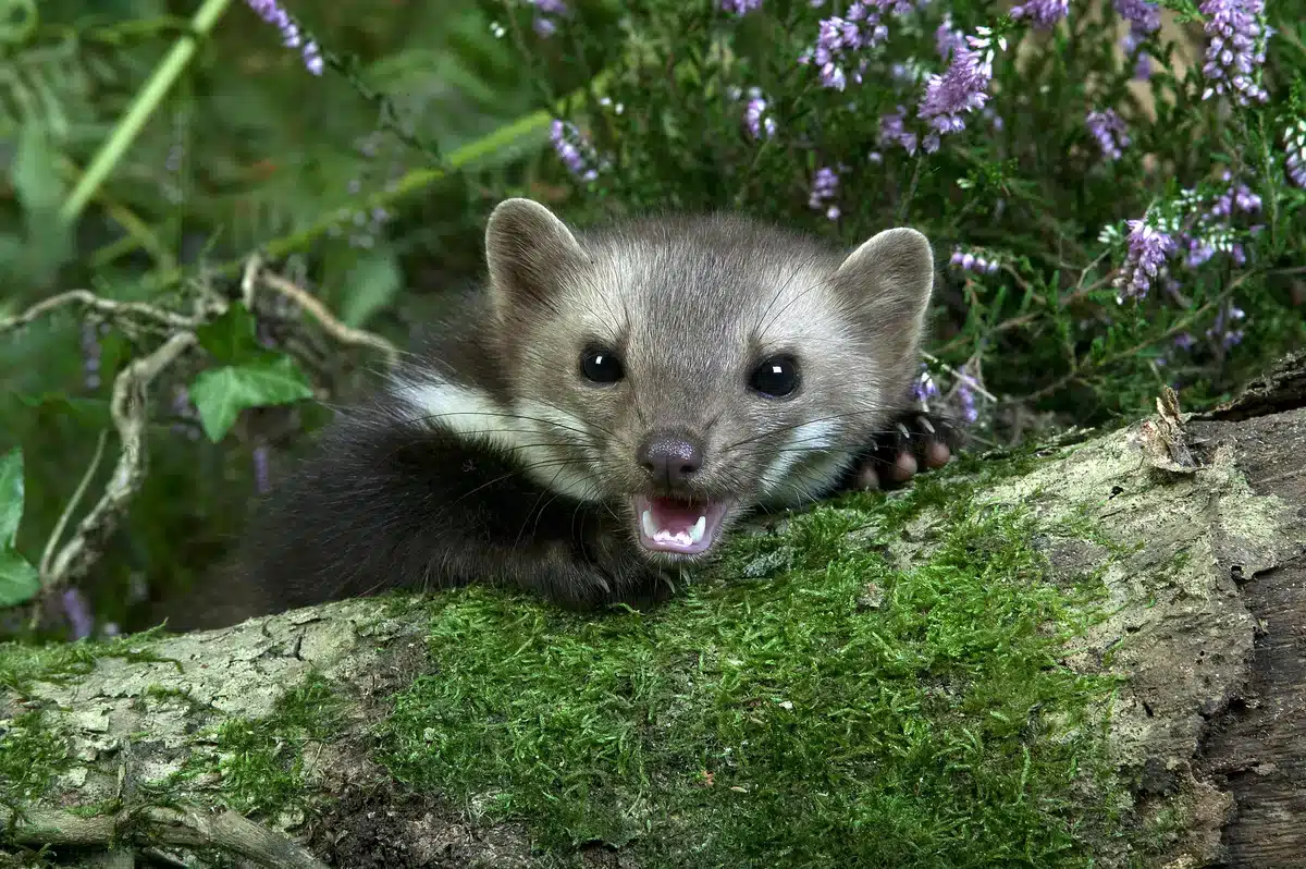 Je kuna kamenná nebezpečná – divoká zvířata v Evropě