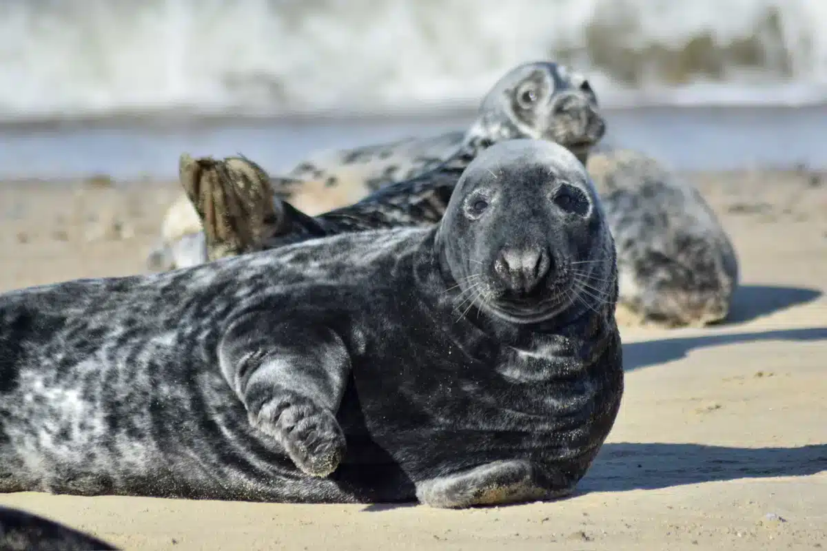 Kegelrobbe Helgoland - Wildtiere in Europa