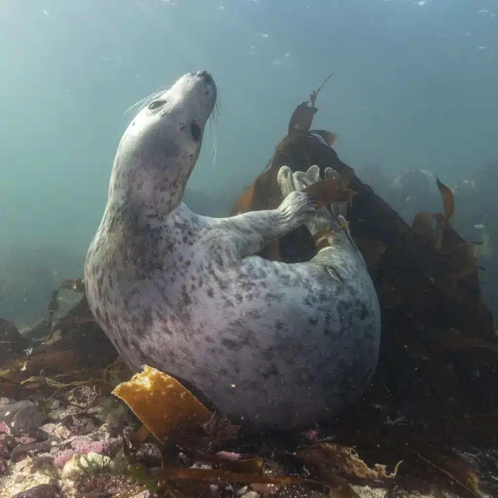 Курск қаласындағы студенттер күніне арналған бейнені қараңыз.